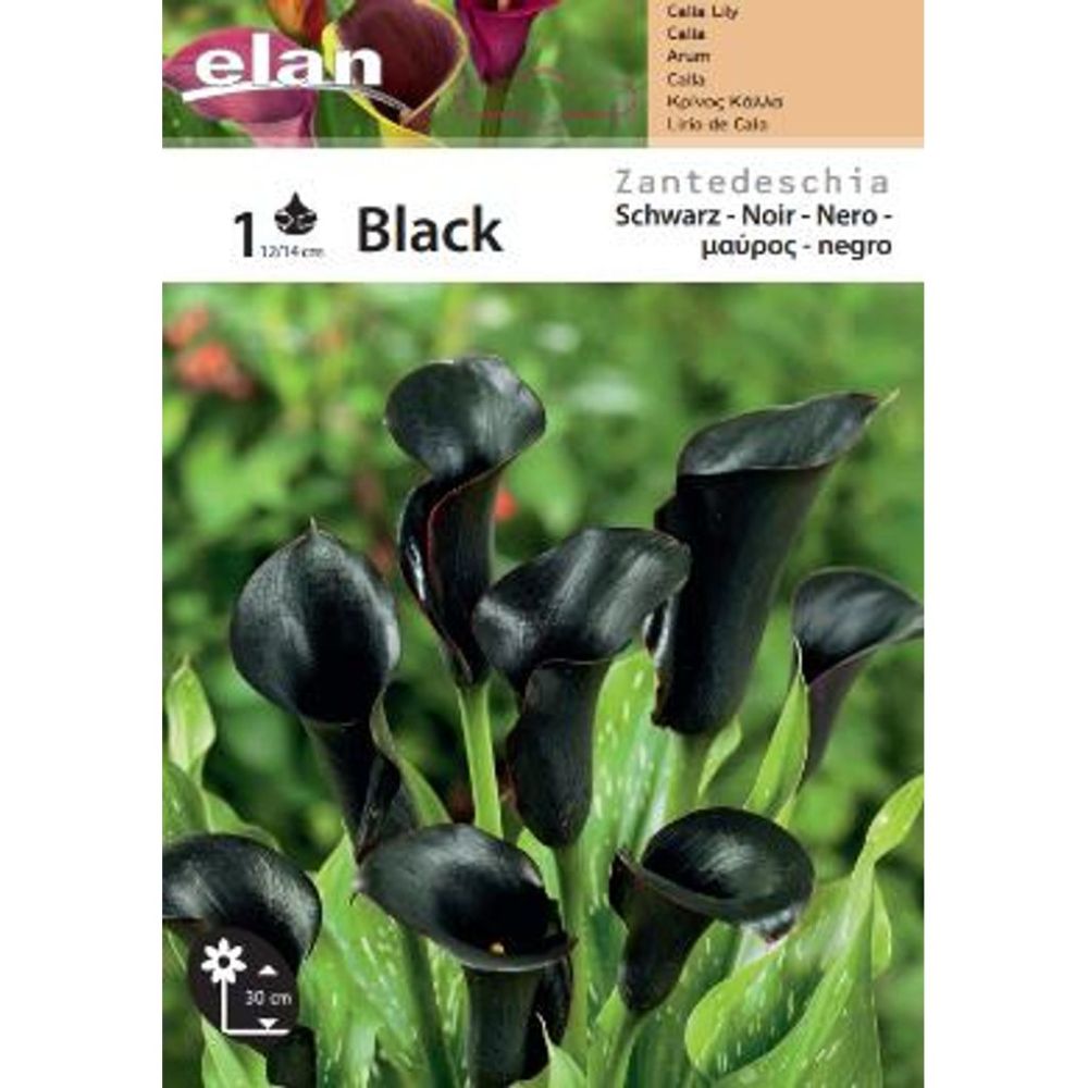 Κάλλα Μαύρη