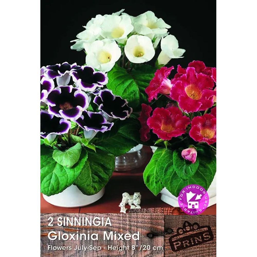 Γλοξίνια Μίγμα