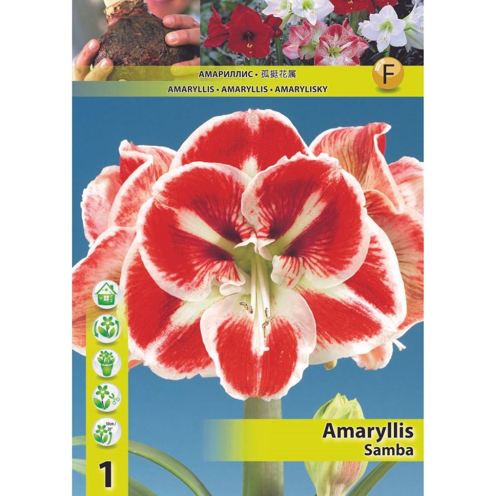 Αμαρυλλίδα Μονή Samba