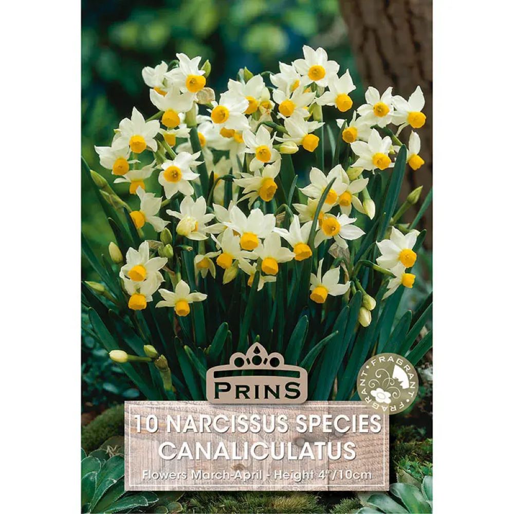 Νάρκισσος 