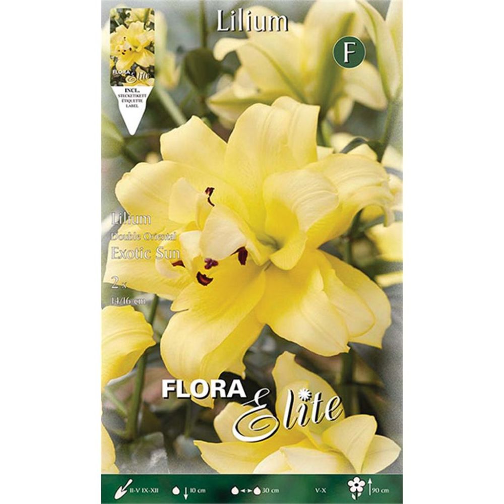 Λίλιουμ Oriental Double Exotic Sun