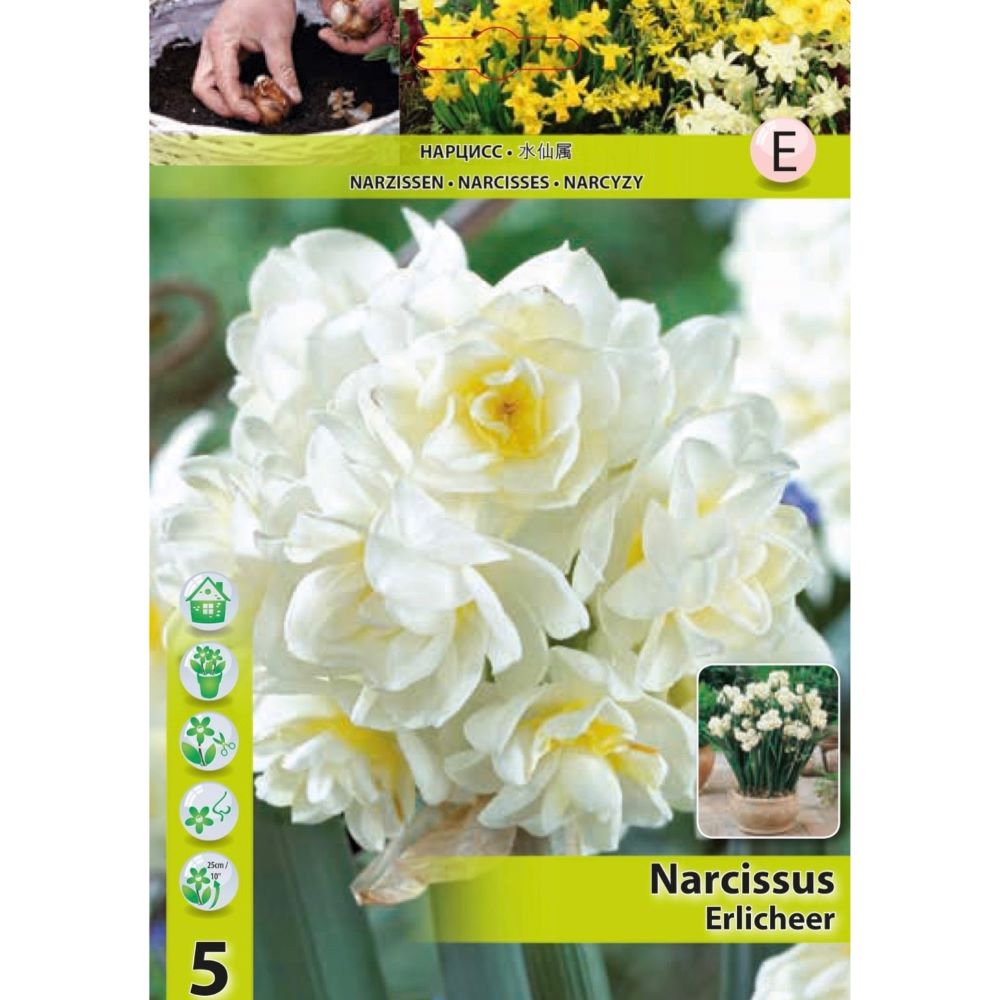 Ζαμπάκια διπλά γίγας- Erlicheer (αρωματικά)